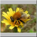 Arctophila superbiens - Gelbbraune Gebirgsschwebfliege - Ruegen 01.jpg